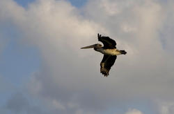 1747-Pelican in flight